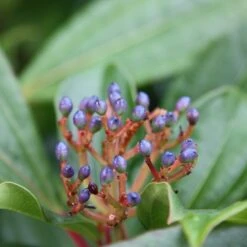 Viburnum Davidii -Garden Plant Store pl0000008067 card3 lg
