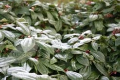 Viburnum Davidii -Garden Plant Store pl0000008067 card4 lg