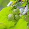 Cobnut 'Cosford Cob' -Garden Plant Store pl0000077624