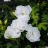 Rosa 'Blanc Double De Coubert' -Garden Plant Store pl0000077824