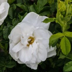 Rosa 'Blanc Double De Coubert' -Garden Plant Store pl0000077824 card3 lg