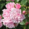 Rosa Bonica ('Meidomonac') (PBR)