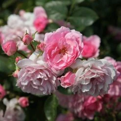 Rosa Bonica ('Meidomonac') (PBR) -Garden Plant Store pl0000077825 card3 lg