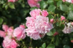 Rosa Bonica ('Meidomonac') (PBR) -Garden Plant Store pl0000077825 card5 lg