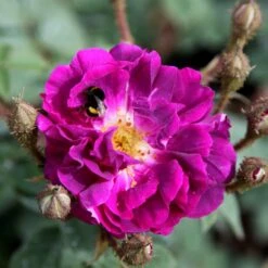 Rosa 'William Lobb' -Garden Plant Store pl0000077827 card3 lg