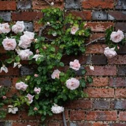 Rosa 'New Dawn' -Garden Plant Store pl0000077913 card3 lg