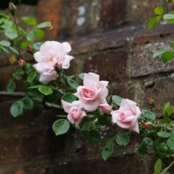 Rosa 'New Dawn' -Garden Plant Store pl0000077913 card4 lg