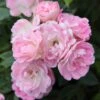 Rosa Pearl Anniversary ('Whitston') (PBR) -Garden Plant Store pl0000077919