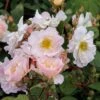 Rosa 'Penelope' -Garden Plant Store pl0000077921
