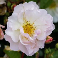 Rosa 'Penelope' -Garden Plant Store pl0000077921 card4 lg