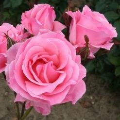 Rosa 'The Queen Elizabeth' 2 Rosa 'The Queen Elizabeth' -Garden Plant Store pl0000077931 card3 lg