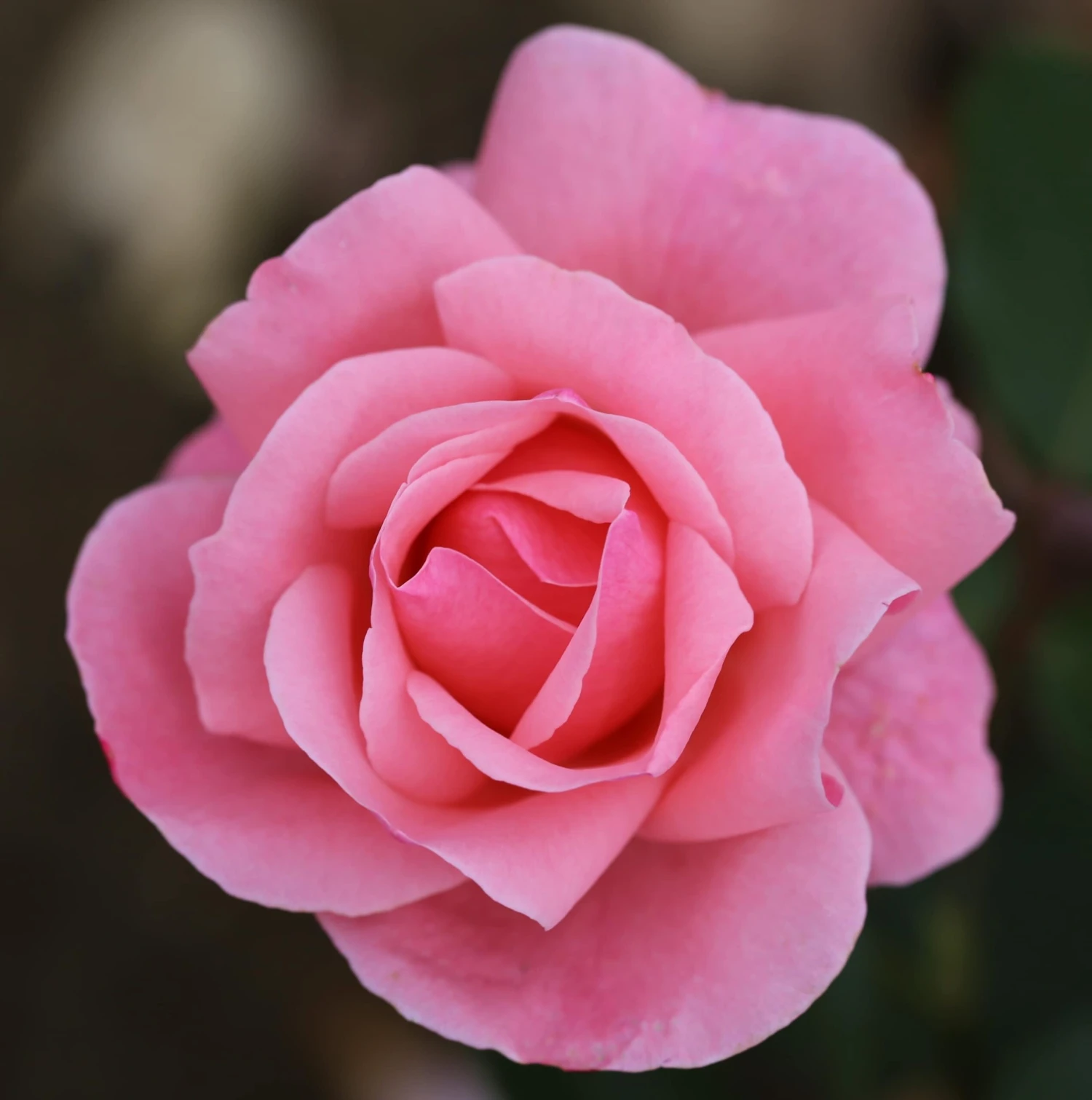 Rosa 'The Queen Elizabeth' Rosa 'The Queen Elizabeth' -Garden Plant Store pl0000077931 card4 lg scaled
