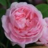 Rosa 'Königin Von Dänemark' -Garden Plant Store pl0000077933