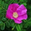 Rosa Rugosa 'Rubra' 3 Rosa Rugosa 'Rubra' -Garden Plant Store pl0000077954