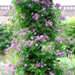 Rosa 'Veilchenblau' 1 Rosa 'Veilchenblau' -Garden Plant Store pl0000077991 card2 lg