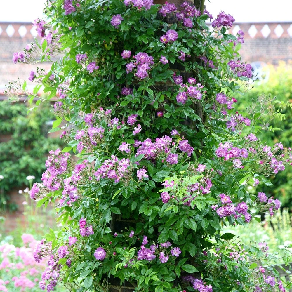 Rosa 'Veilchenblau' Rosa 'Veilchenblau' -Garden Plant Store pl0000077991 card2 lg