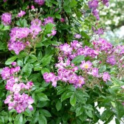 Rosa 'Veilchenblau' 2 Rosa 'Veilchenblau' -Garden Plant Store pl0000077991 card3 lg