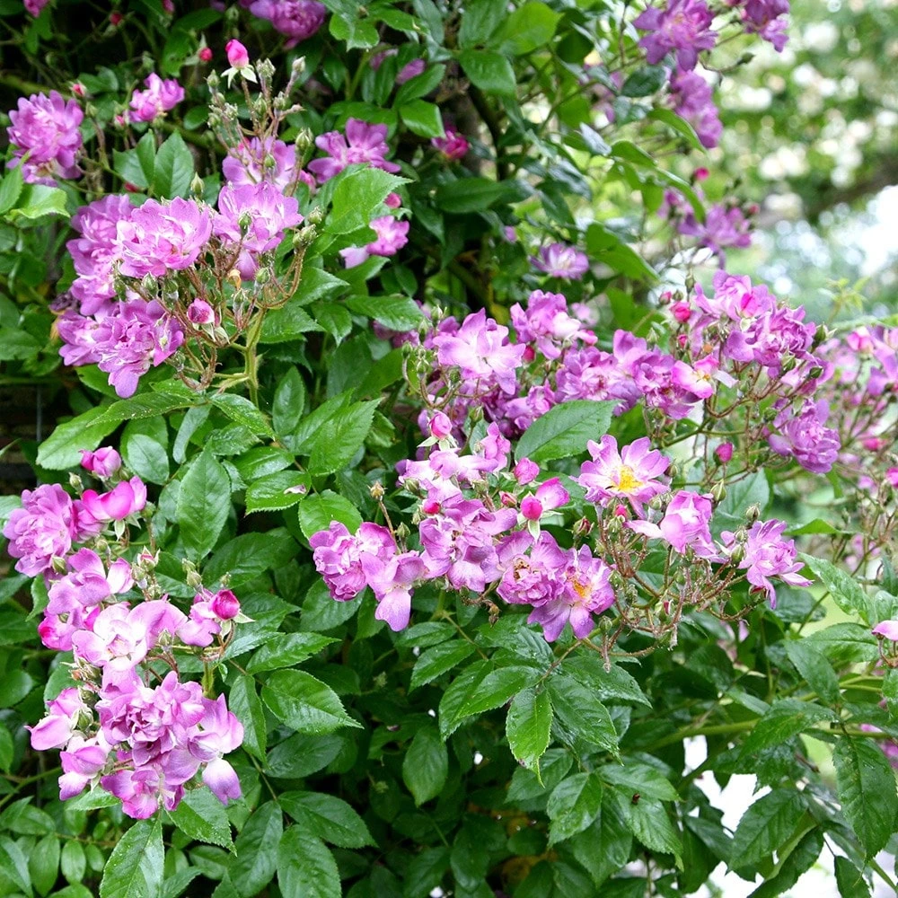 Rosa 'Veilchenblau' Rosa 'Veilchenblau' -Garden Plant Store pl0000077991 card3 lg