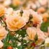 Rosa Flower Carpet Amber ('Noa97400a') (PBR)