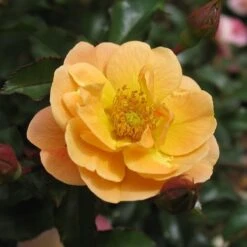 Rosa Flower Carpet Amber ('Noa97400a') (PBR) -Garden Plant Store pl0000077994 card5 lg