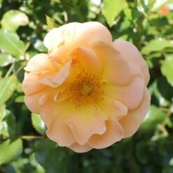 Rosa Flower Carpet Amber ('Noa97400a') (PBR) -Garden Plant Store pl0000077994 card7 lg