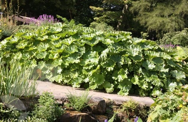 Darmera peltata Darmera Peltata -Garden Plant Store pl0000078140 card2 lg