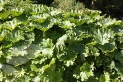 Darmera Peltata 2 Darmera Peltata -Garden Plant Store pl0000078140 card3 lg