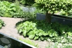 Darmera Peltata 3 Darmera Peltata -Garden Plant Store pl0000078140 card4 lg