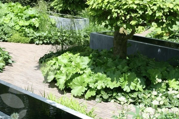 Darmera peltata Darmera Peltata -Garden Plant Store pl0000078140 card4 lg