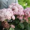 Hydrangea Arborescens Sweet Annabelle ('Ncha4') (PBR)