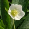 Helleborus × Hybridus Harvington White -Garden Plant Store pl0000078249