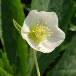 Helleborus × Hybridus Harvington White