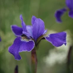Iris 'Silver Edge' -Garden Plant Store pl0000078299 card3 lg