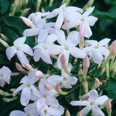 Jasminum polyanthum Jasminum Polyanthum -Garden Plant Store pl0000085034 card2 lg