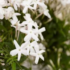 Jasminum Polyanthum 3 Jasminum Polyanthum -Garden Plant Store pl0000085034 card4 lg