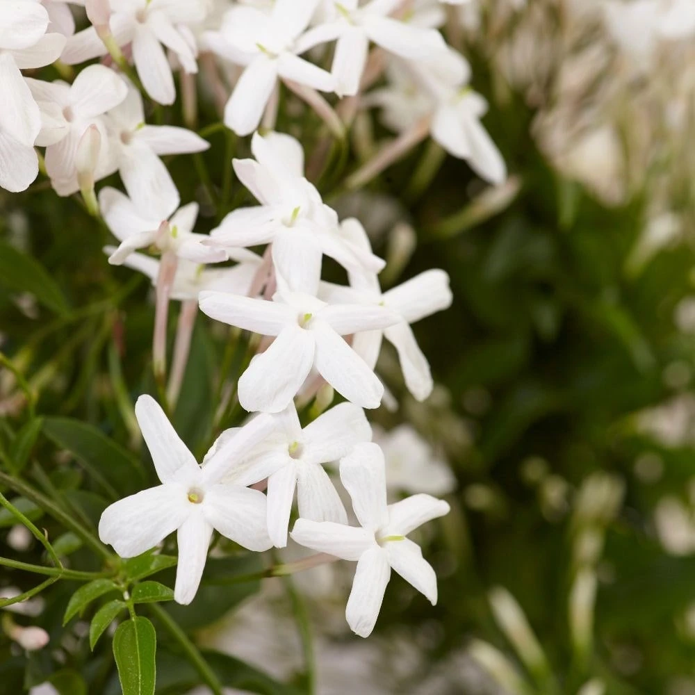 Jasminum polyanthum Jasminum Polyanthum -Garden Plant Store pl0000085034 card4 lg