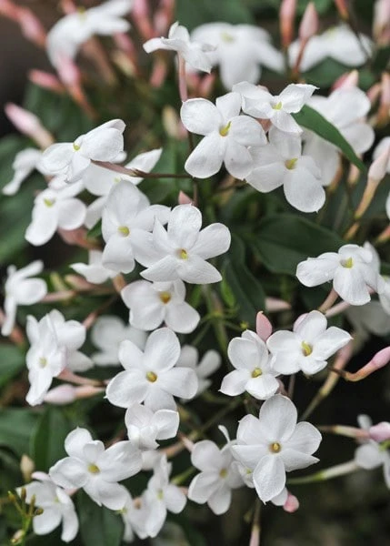 Jasminum polyanthum Jasminum Polyanthum -Garden Plant Store pl0000085034 card5 lg