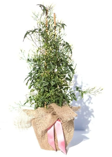 Jasminum polyanthum Jasminum Polyanthum -Garden Plant Store pl0000085034 card6 lg