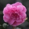 Camellia × Williamsii 'Debbie' -Garden Plant Store pl1000000033