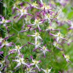 Clematis × Triternata 'Rubromarginata' -Garden Plant Store pl1000000212 card2 lg
