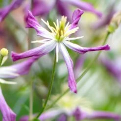 Clematis × Triternata 'Rubromarginata' -Garden Plant Store pl1000000212 card3 lg