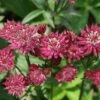 Astrantia Major 'Ruby Wedding' -Garden Plant Store pl1000000651
