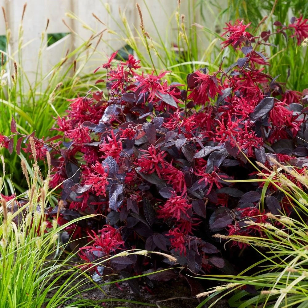 Loropetalum chinense var. rubrum 'Fire Dance' Loropetalum Chinense Var. Rubrum 'Fire Dance' -Garden Plant Store pl1000000932 card3 lg