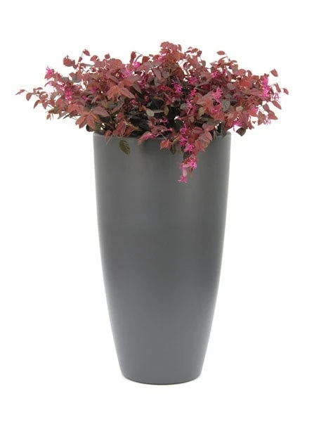 Loropetalum chinense var. rubrum 'Fire Dance' Loropetalum Chinense Var. Rubrum 'Fire Dance' -Garden Plant Store pl1000000932 card4 lg