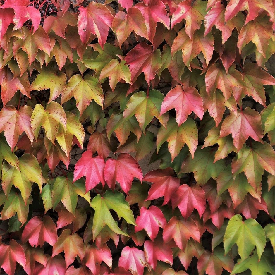 Parthenocissus tricuspidata 'Veitchii' Parthenocissus Tricuspidata 'Veitchii' -Garden Plant Store pl1000001556
