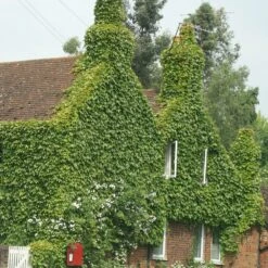 Parthenocissus Tricuspidata 'Veitchii' 1 Parthenocissus Tricuspidata 'Veitchii' -Garden Plant Store pl1000001556 card2 lg