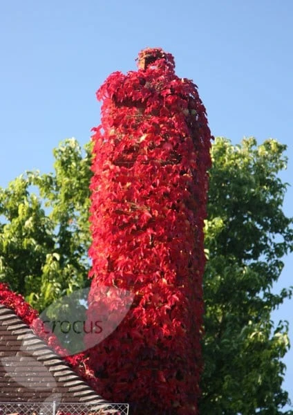 Parthenocissus tricuspidata 'Veitchii' Parthenocissus Tricuspidata 'Veitchii' -Garden Plant Store pl1000001556 card5 lg