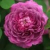 Rosa 'Reine Des Violettes' -Garden Plant Store pl1000001991