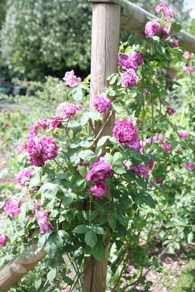 Rosa 'Reine des Violettes' Rosa 'Reine Des Violettes' -Garden Plant Store pl1000001991 card2 lg