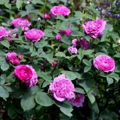 Rosa 'Reine Des Violettes' 2 Rosa 'Reine Des Violettes' -Garden Plant Store pl1000001991 card3 lg